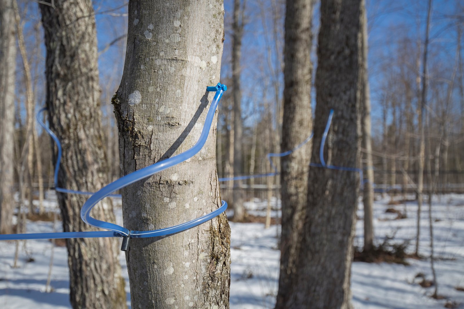 Il fait tellement chaud au Québec que les érables coulent déjà