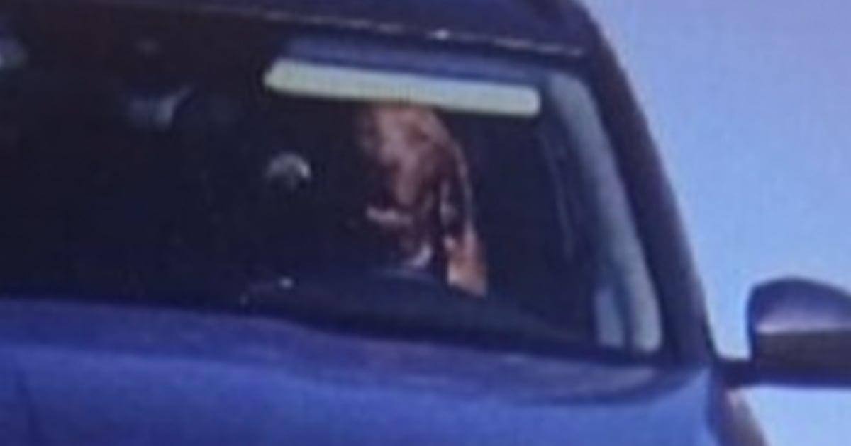 Un chien surpris au volant d'une voiture en train de conduire au-delà de la vitesse autorisée
