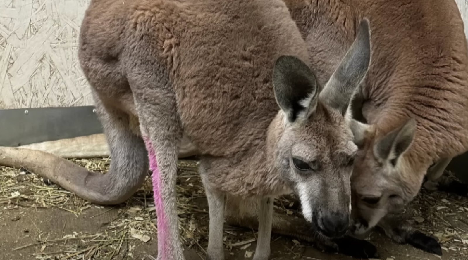 Un kangourou en route vers le Québec s'échappe sur l'autoroute