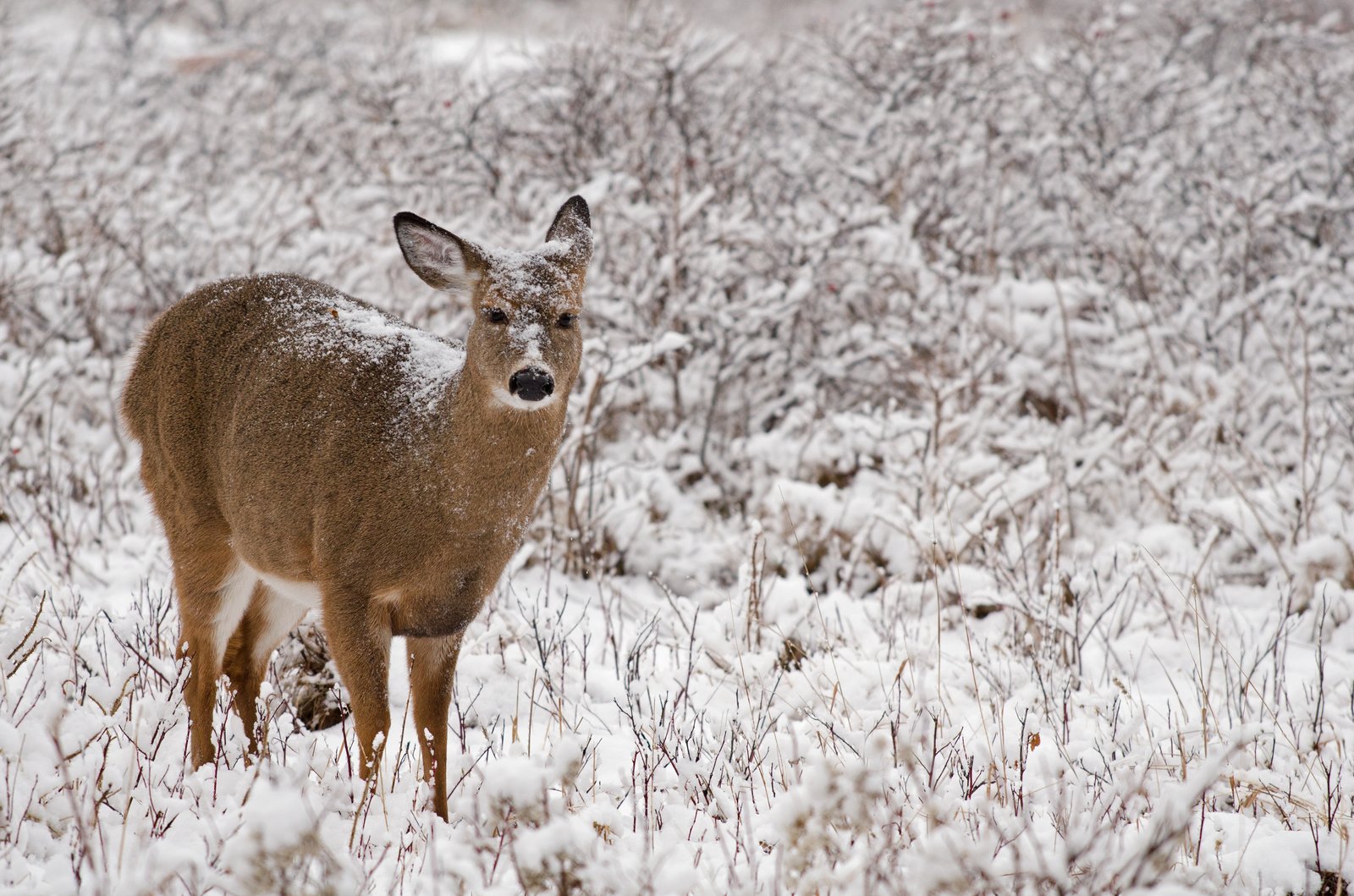 Jusqu'à 500 cerfs seront abattus par la SEPAQ à proximité de Montréal.