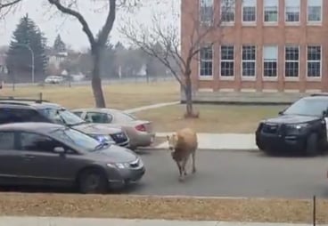 Une vache en fuite a donné du fil à retordre à de nombreux policiers