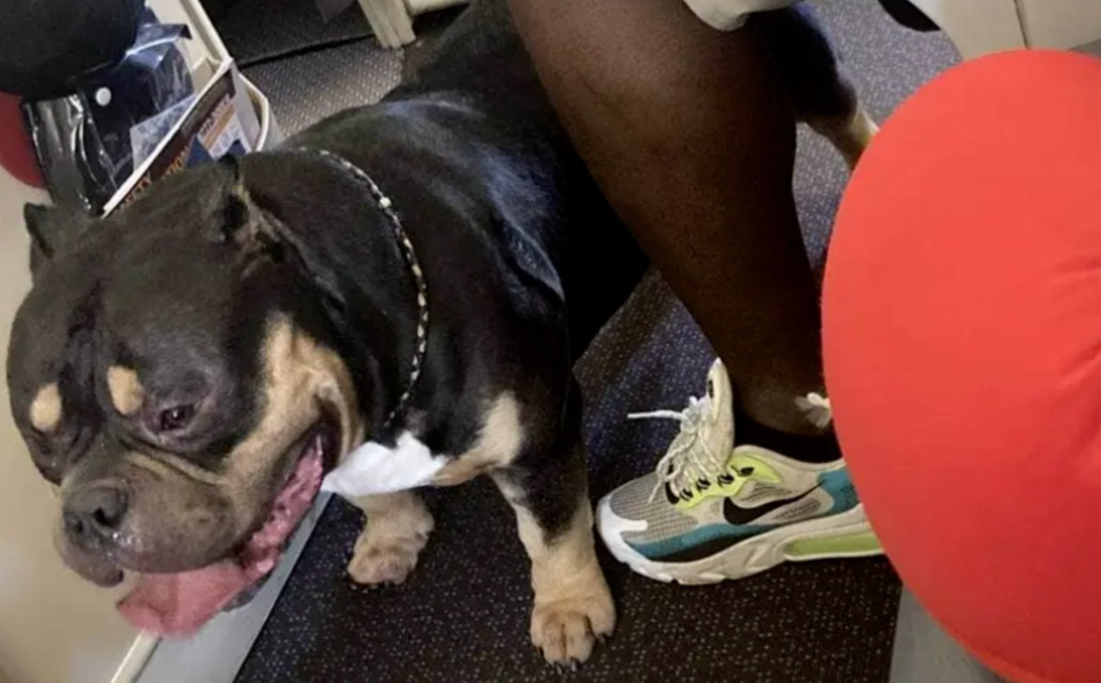 Un couple se fait dédommager ses billets d'avion parce qu'un chien pétait à proximité.