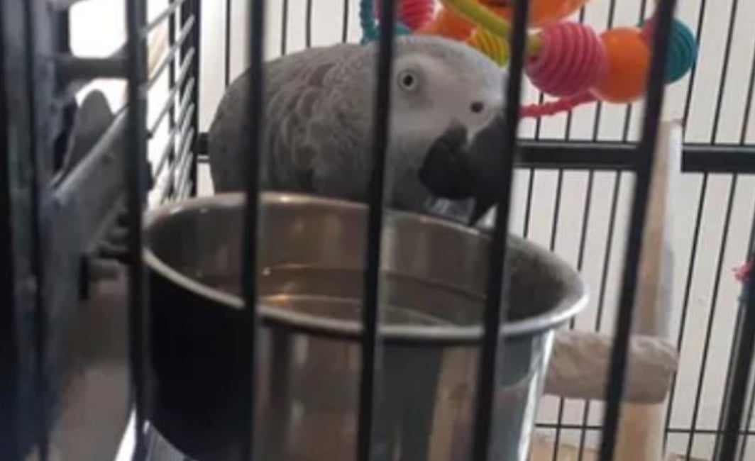Un perroquet sauve une famille de l'incendie de leur maison.