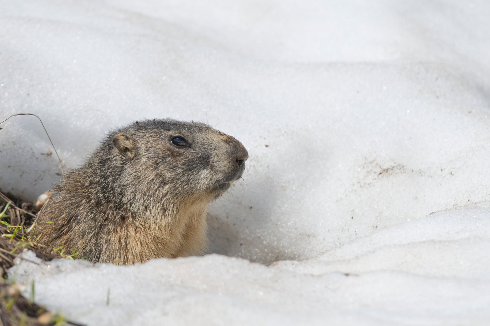 Les marmottes rendent leur verdict concernant le printemps hâtif ou tardif et elles sont unanimes. 